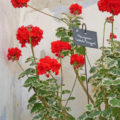 pelargonien nymphenburg