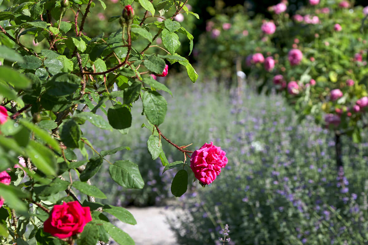 49+ Wer Entwarf Die Gartenanlage Der Roseninsel, Zusammen mit dem