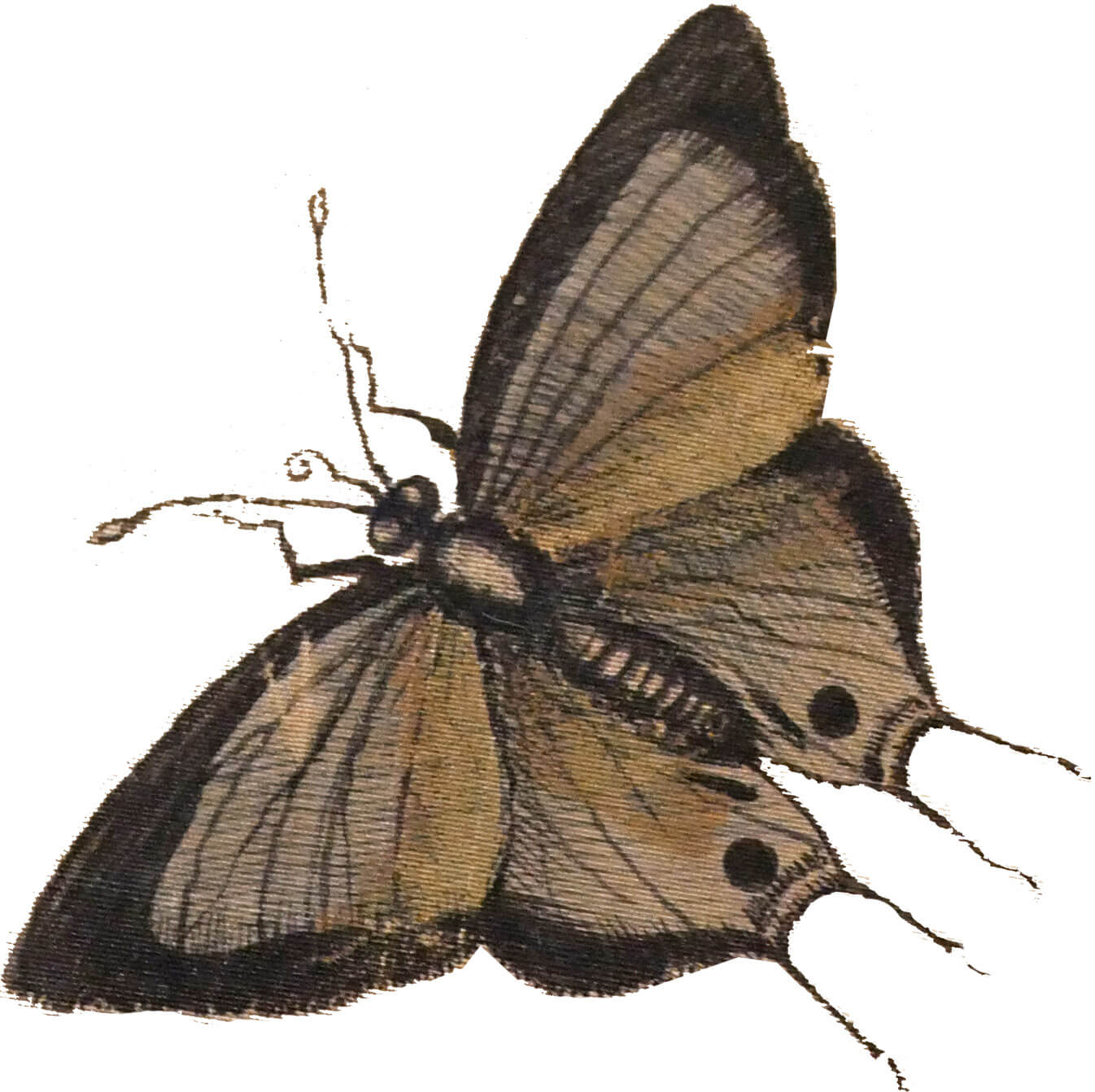 BarockerLuxus Schmetterling