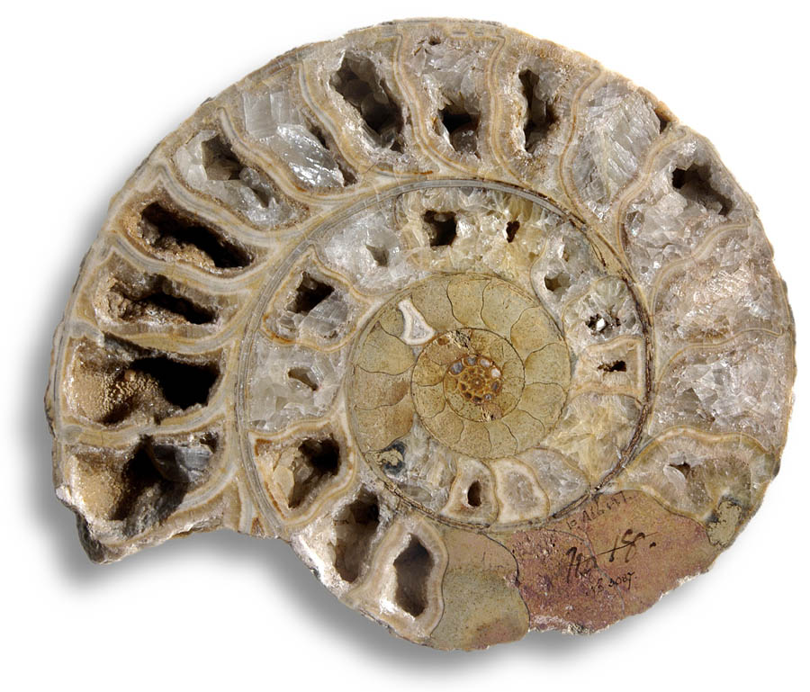Ammonit naturaliencabinet albert von sachsen coburg gotha