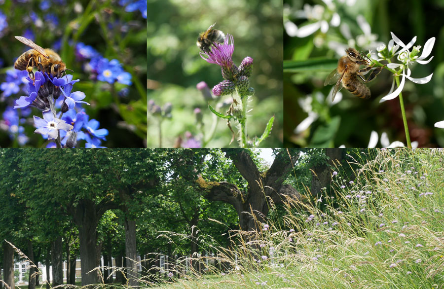 Bienen Artenvielfalt Gärten