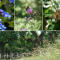 Bienen Artenvielfalt Gärten2
