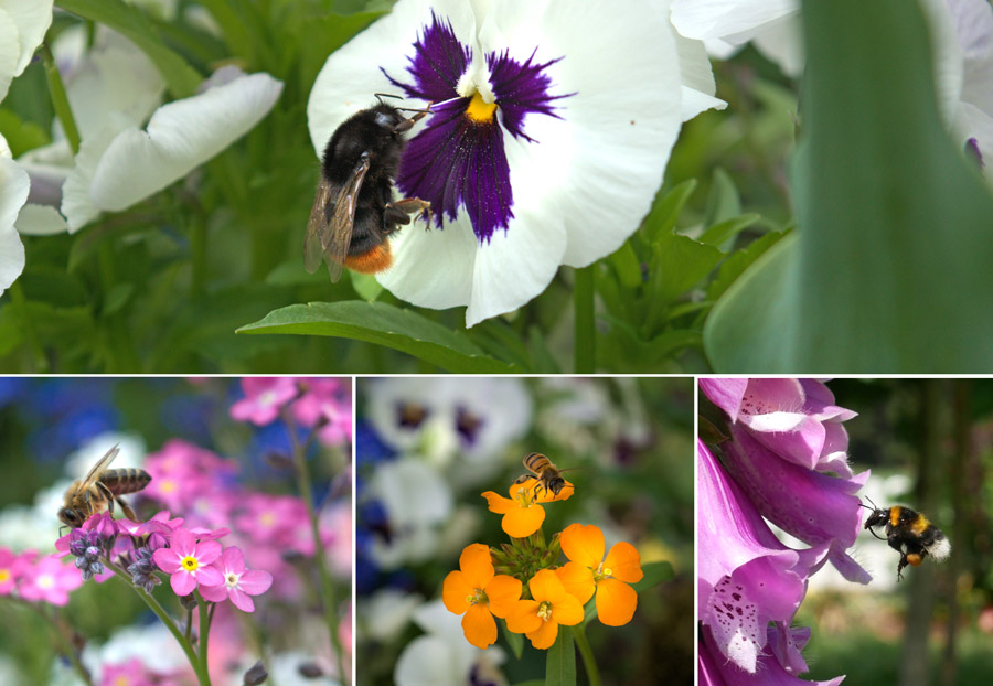 Bienen auf Blüten Hofgärten