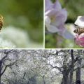 Frühling Bienen Nahrung Schlossgarten