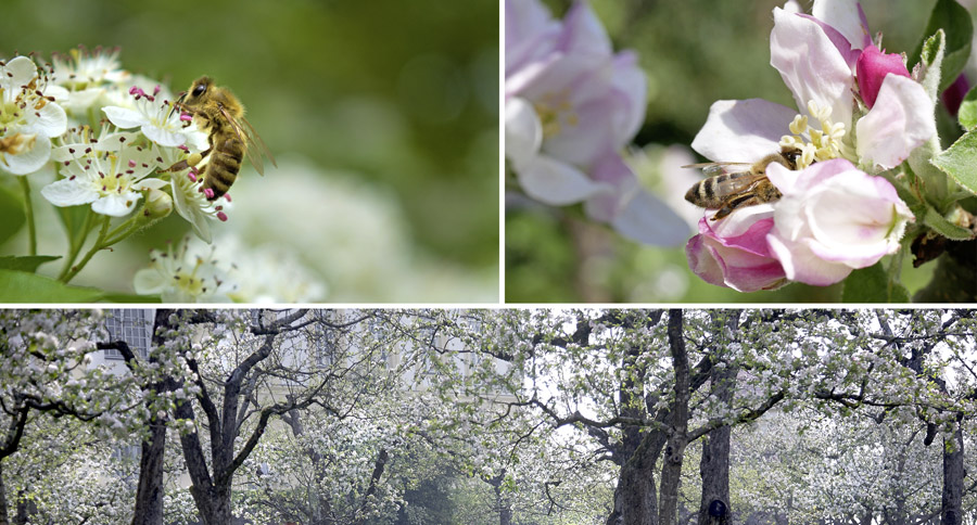 Frühling Bienen Nahrung Schlossgarten