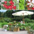 nymphenburg pelargonien ausstellung