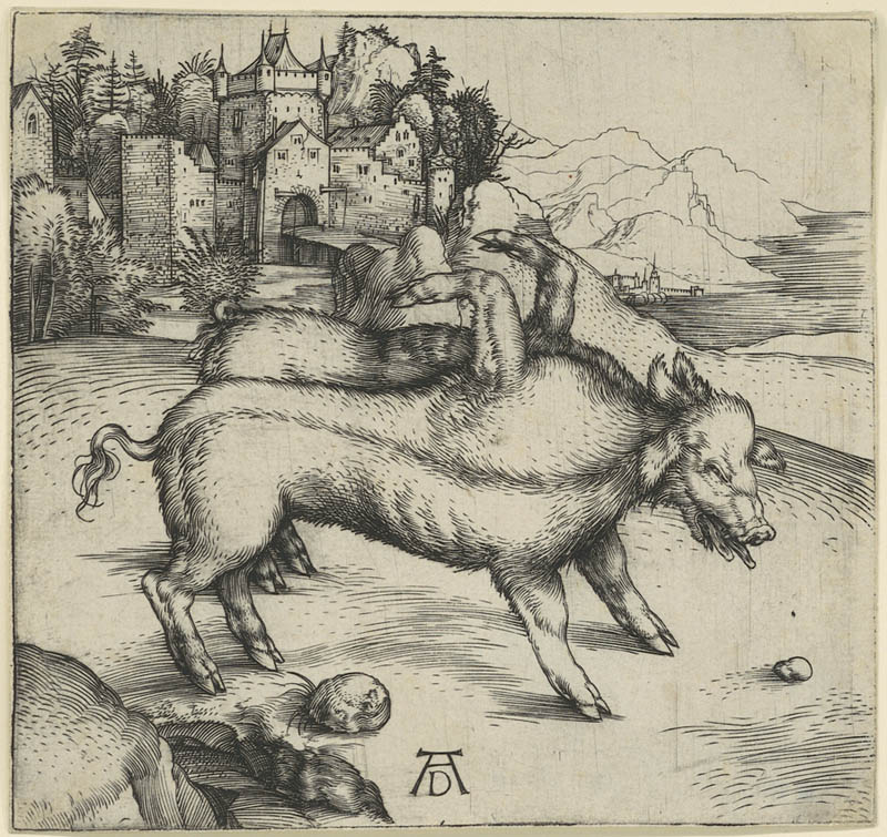 Friedrich Alexander Universität Erlangen UB Graphische Sammlung Albrecht Dürer Monströses Schwein Sammlung Luthard
