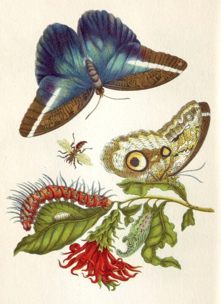 Kupferstich Maria Sibylla Merian