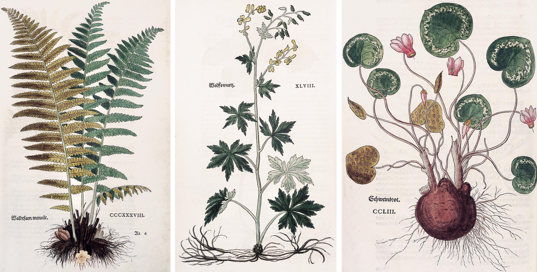 leonhart fuchs kräuterbuch zeichnungen botanisch