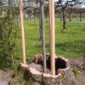 2010 - Veitshöchheim Nachpflanzung einer Linde in den Stumpf des Vorgängers