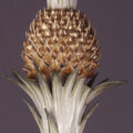 Ananas Kronleuchter Ansbach Residenz