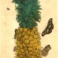 Merian_Ananas