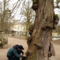 Untersuchung Faulstelle an einer historischen Linde aus der Barockzeit