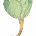 wirsing kräuterbuch fuchsgarten