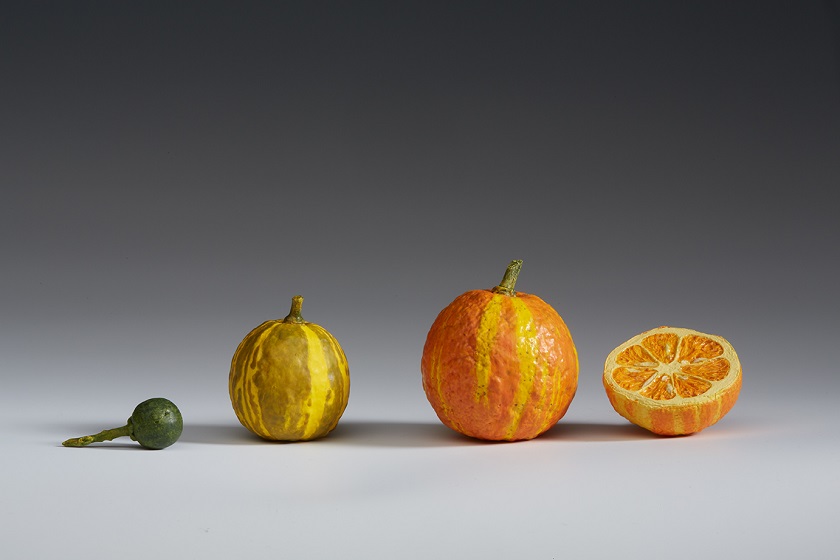 Gipsabformungen der Früchte der „Schweizer Pomeranze" (Citrus aurantium 'Fasciata'); ganz links eine junge grüne Frucht, daneben eine noch nicht reife grün-gelbe Frucht, rechts eine ausgereifte Frucht mit ihren deutlichen gelb-orangen Streifen Foto: Scherf/Gruber, BSV