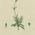 ©Lith o graphie von Johann Nepomuck Mayerhoffer, Hrsg. Alois Sterler Europa s Medicinische Flora, 1820.)