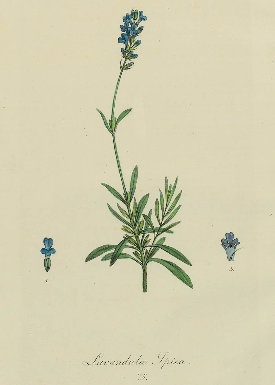 © Lith o graphie von Johann Nepomuck Mayerhoffer, Hrsg. Alois Sterler Europa s Medicinische Flora, 1820.)